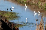 Birds of the Delta