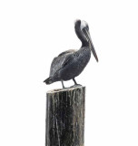 The Brown Pelican