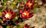 UC Santa Cruz Arboretum