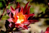 UC Santa Cruz Arboretum