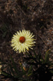 UC Santa Cruz Arboretum