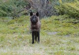 the stare down in Jasper NP