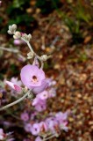 UC Santa Cruz Arboretum