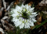 Flowers From the Garden