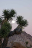 Joshua Tree NP,CA