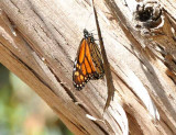 Pismo Beach State Monarch Preserve(CA)