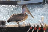 The Brown Pelican