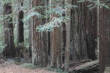 Giant Sequoias...one of the many California wonders