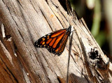 Californias Central Coast