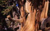 at 12,00 feet, the Ancient Bristlecone  Forests Patriarch Grove