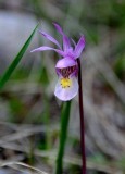 Calypso,wild orchid,Jasper National Park,Alberta