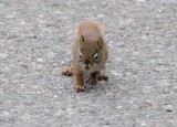 8 ounce squirrel takes on SUV