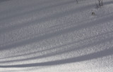 Snow Shadows.jpg
