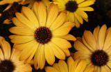 Daisies2_611.jpg