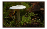 Fall mushroom2.jpg