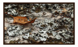 Leaf and Lichen