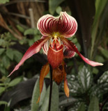 QE Park Orchid2.jpg