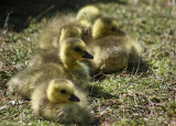 Goslings.jpg