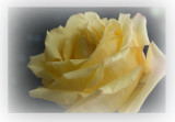 Yellow Rose4.jpg
