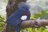 Victoria Crown Pigeon
