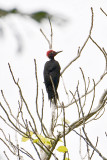 Andaman Black Wodpecker-andaman