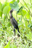 Indian Cormorant-Galle Sri Lanka