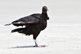 Black Vulture-Cumberland