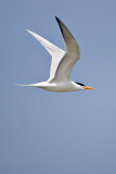 Royal Tern-Cumberland