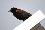 Red-winged Blackbird-Cumberland