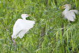 Cattle Egret-Savannah