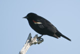 Red-winged Blackbird-Hatteras