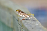 Seaside Sparrow-Cumberland
