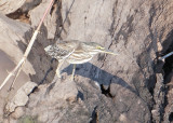 Squacco Heron-Chobe River