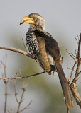 Southern Yellow-billed Hornbill-Chilwero