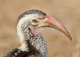 Red-billed Hornbill-Chilwero