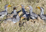 Southern Yellow-billed Hornbill-Vumbura