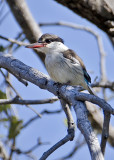 Striped Kingfisher-Vumbura