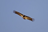 White-headed Vulture-Chilwero