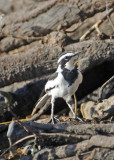 African Pied Wagtail-Chilwero