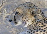 Cheetah-Vumbura