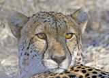 Cheetah-Vumbura