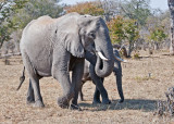 Elephant-Chilwero