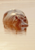 Hippo=Kings Pool