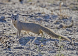 Slender Mongoose-Vumbura