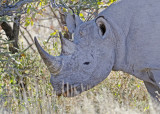Rhino-Ongava