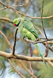 DSC_2435_Rose-ringed Parakeet-Agra.jpg