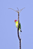 DSC_3480_Plum-headed Parakeet-Bandhavgarh.jpg