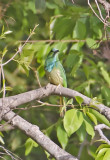 Blue-bearded Bee-eater-Bandhavgarh_Tala