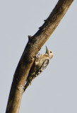 DSC_5632_Brown-capped Woodpecker-Bandhavgarh_Gate2.jpg