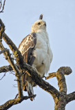 Changeable Hawk Eagle-Bandhavgarh